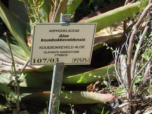 Kirstenbosch National Botanical Garden.